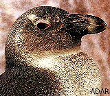 Adar