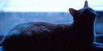 domesticCats