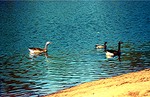 geeseSwans