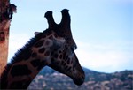 giraffes