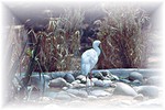 ibises