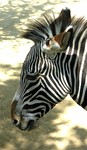 oddToedUngulates