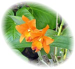 orchids