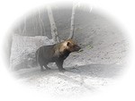otherCarnivores