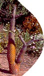 otherPlants