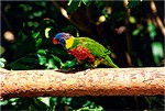 parrots