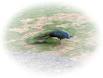 peacocks