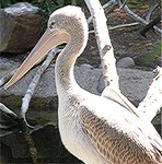 pelicans