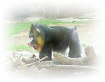 primates