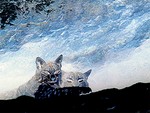 smallerCats