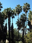 trees